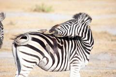 spoortracker-Zebra